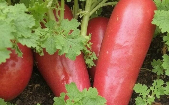 Świeże warzywa – zdrowie na talerzu. Jakie wybrać i dlaczego warto je jeść codziennie?