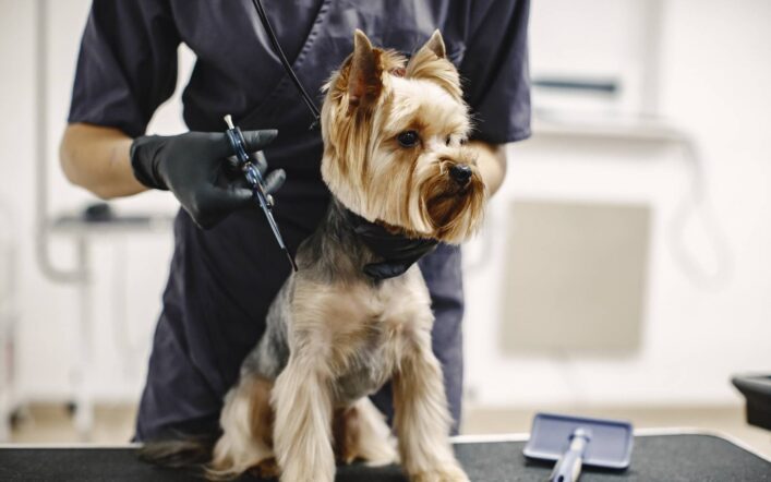 Co to jest stół groomerski? Dowiedz się, jak pomaga w weterynarii